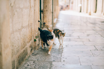 Dogs on footpath