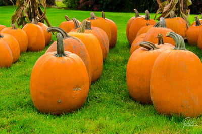 Pumpkins on grassy field during autumn