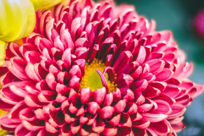 Close-up of pink flower