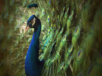 Close-up of peacock