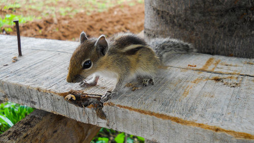 Squirrel on tree trunk