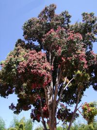 Low angle view of tree against clear sky