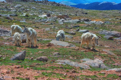 Sheep in a field