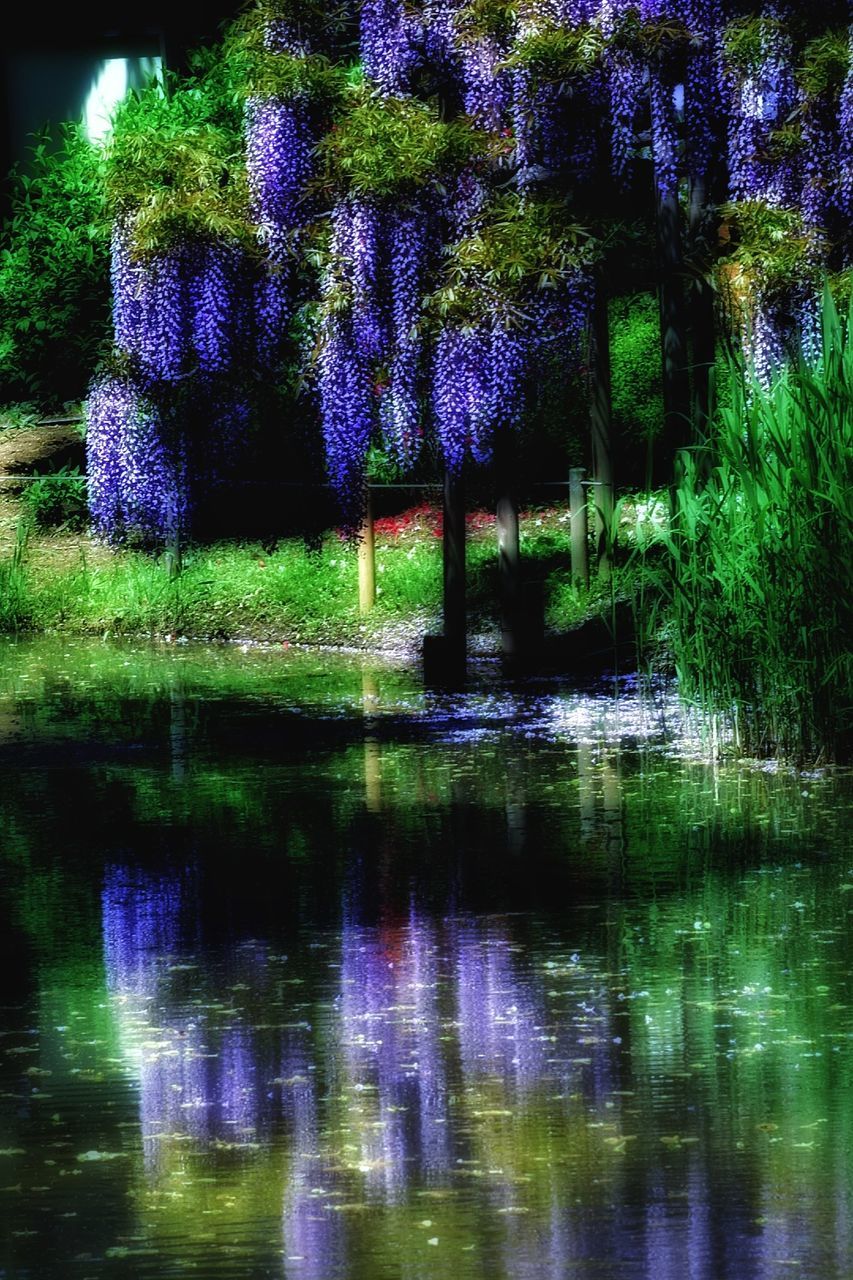 reflection, water, plant, waterfront, tree, lake, nature, beauty in nature, no people, night, purple, tranquility, growth, tranquil scene, outdoors, illuminated, auto post production filter, scenics - nature