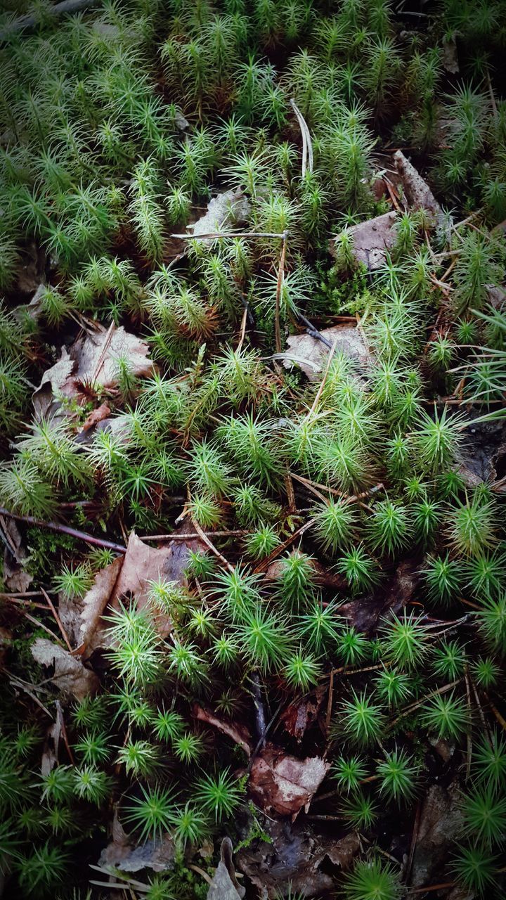 growth, nature, green color, no people, plant, beauty in nature, day, outdoors, tree, freshness, close-up