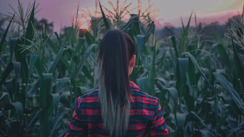 A girl among cornfields