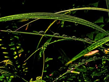 Close-up of water drops on grass