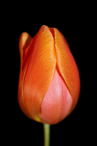 Close-up of orange tulip against black background