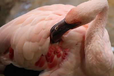 Close-up of a bird