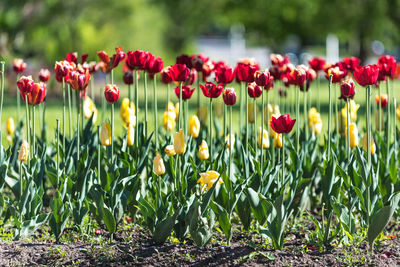 Close-up of red tulips in field