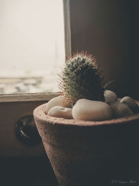 Close-up of succulent plant on table at home