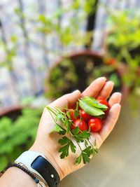 Close-up of hand holding leaves