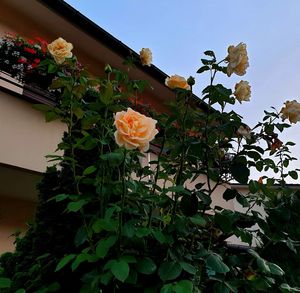 Low angle view of flowering plants against sky