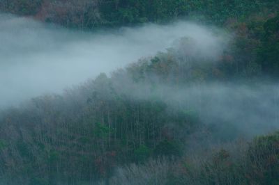 Scenic view of forest