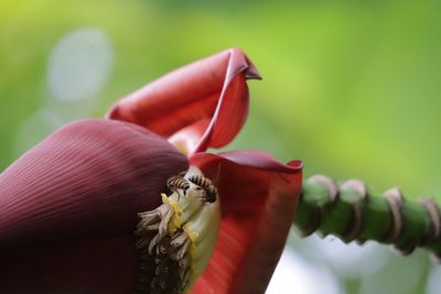 Close-up of insect on flower