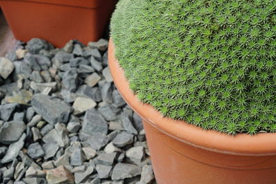 High angle view of succulent plant on rock