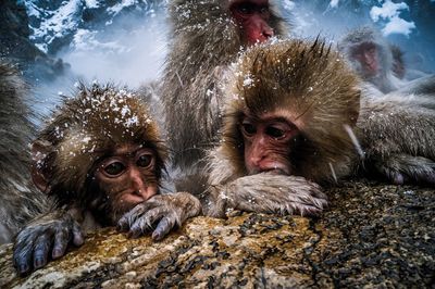 Japanese macaques in hot spring