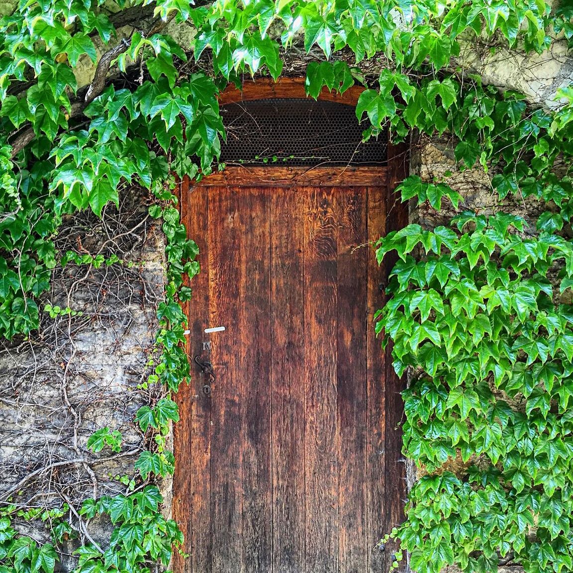 Brown door