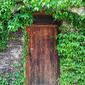 Plant growing on wooden wall