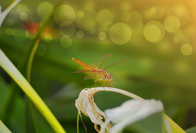 Close-up of insect on leaf