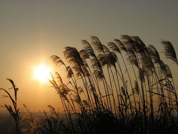 Close-up of silhouette plants against sky during sunset