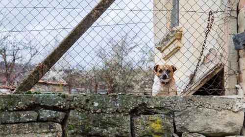 Dog looking through chainlink fence