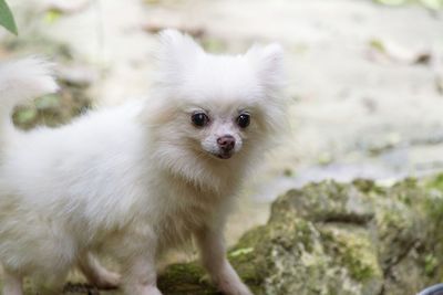 Portrait of white dog