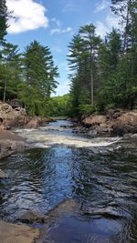 River flowing amidst trees in forest against sky