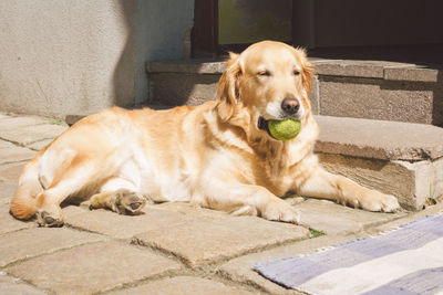 Dog resting on bed