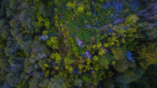 Aerial view of trees in forest