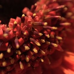 Close-up of flowers