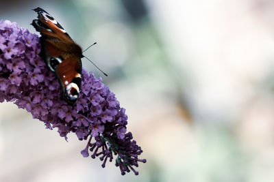 Close-up of butterfly pollinating on purple flower