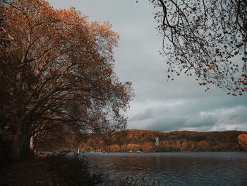Trees by plants against sky during autumn