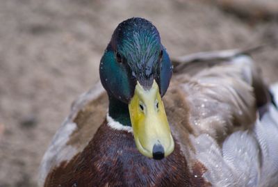 Close-up of bird