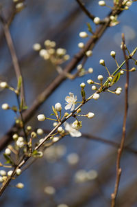 Close-up of white flowers blooming in park