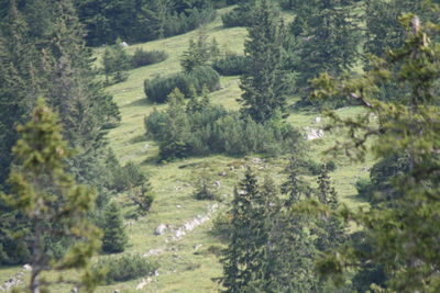 High angle view of trees on landscape