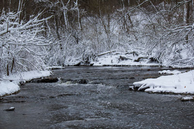 Frozen river amidst trees in forest during winter