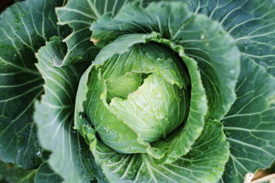 High angle view of fresh green leaf