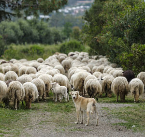 A shepherd dog with sardinian sheep of autochthonous breed in the ogliastra region, sardinia, italy
