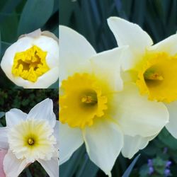 Close-up of yellow flowers blooming outdoors