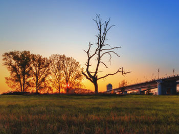 Bare trees on field against sky during sunset