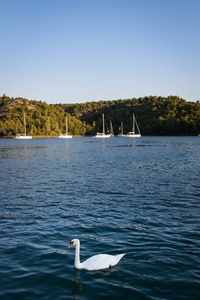 View of swan swimming in lake