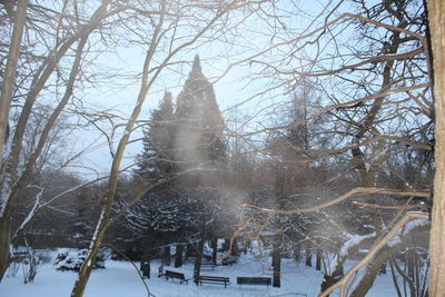 Bare trees on snow covered landscape