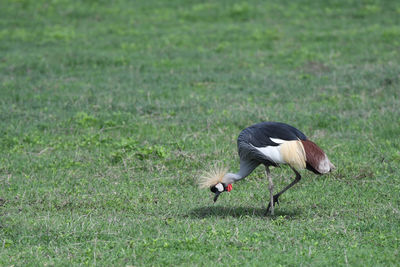 View of bird on field