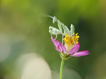 Close-up of insect pollinating on flower