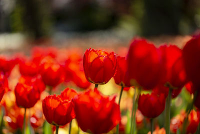 Close-up of red tulips in park