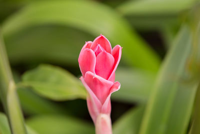 Close-up of pink rose flower