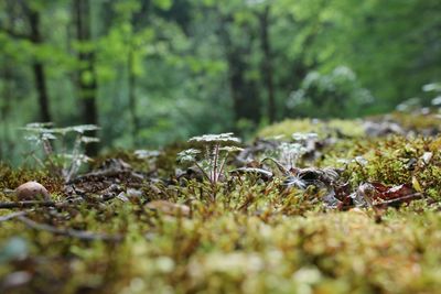 Close-up of mushroom growing in forest