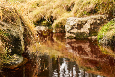 Scenic view of river in forest