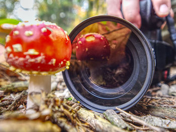 Camera close to dotted cap of red mushroom makes nice mirroring reflection.